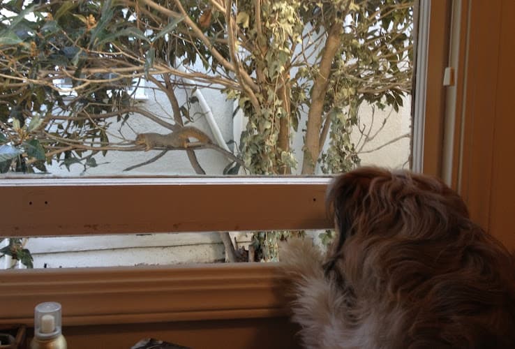 Dog day care center Erica’s Dog Boarding Oakland