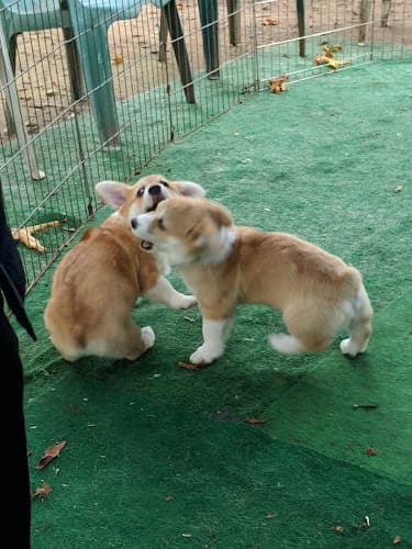 Dog day care center Evanwhit Pembroke Welsh Corgis Renton