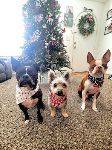 Dog day care center Evergreen Animal Clinic Santa Maria