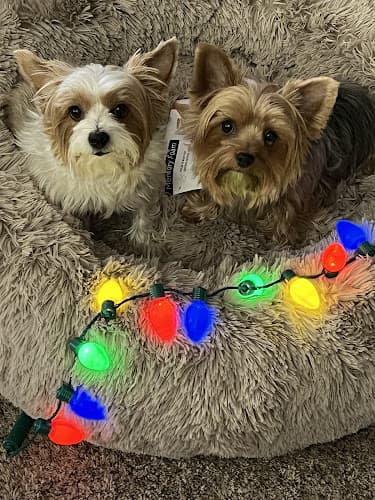 Dog day care center Evers Veterinary Clinic Chico