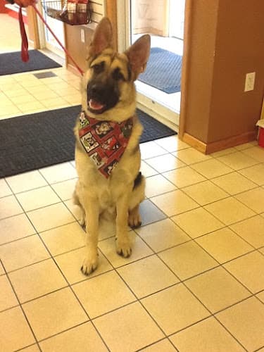 Dog day care center Fairwood Animal Hospital Spokane