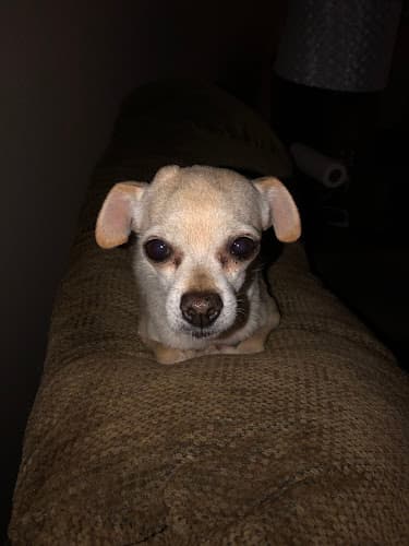 Dog day care center Family Pet Hospital Clovis