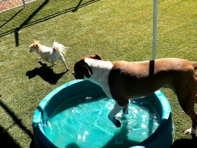 Dog day care center Farrington Kennels Vallejo