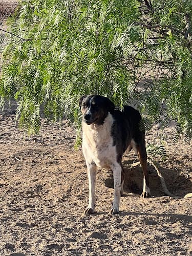 Dog day care center Felines and Fidos all Suite Boarding Victorville