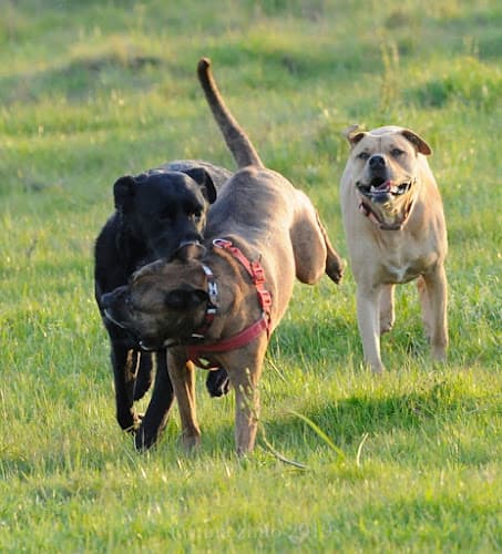 Dog day care center Fetch! Pet Care of Marin Vallejo