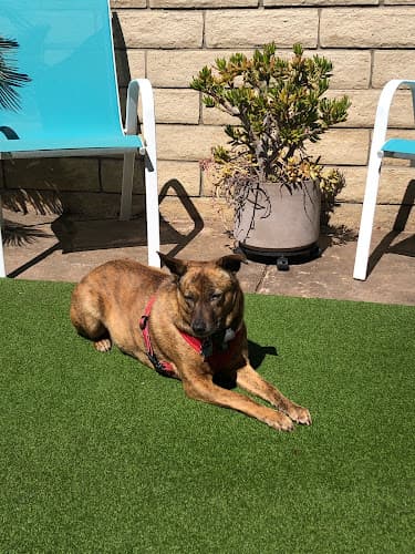 Dog day care center Fetch! Pet Care of Santa Clarita Valley Santa Clarita