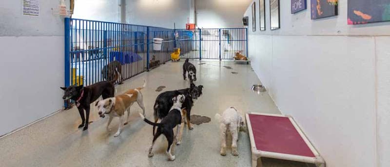 Dog day care center Fog City Dogs San Francisco