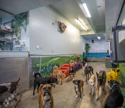 Dog day care center Fog City Dogs San Francisco