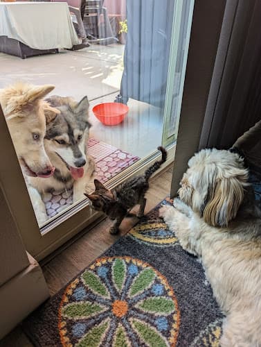 Dog day care center Forest Animal Hospital Chico