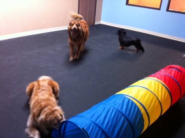 Dog day care center Forever Puppy Mission Viejo