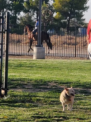 Dog day care center Forrest E. Hull Park Lancaster