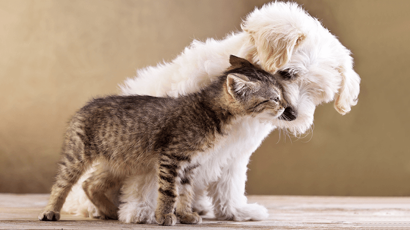 Dog day care center Four Paws Inn San Bernardino