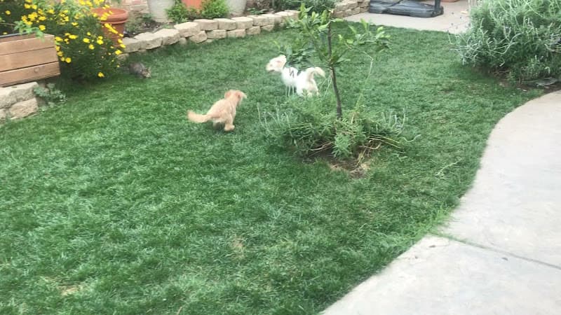 Dog day care center Francine’s pet care Stockton