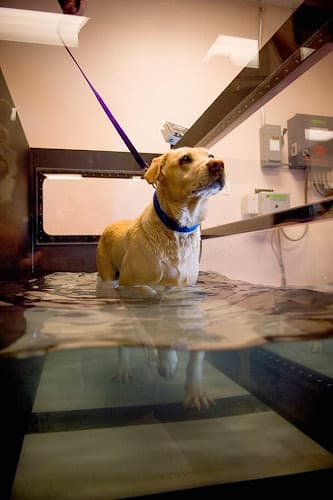 Dog day care center Fresno Pet ER Fresno
