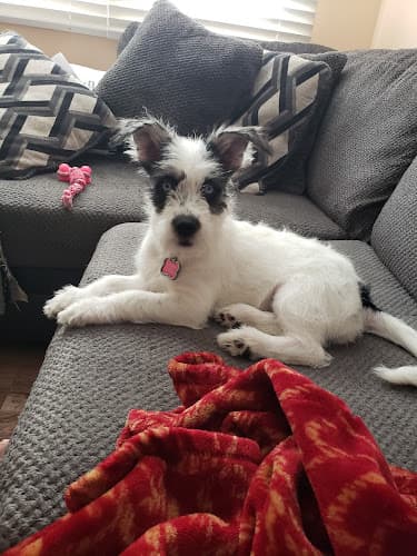 Dog day care center Fresno Pet Pleasure Fresno