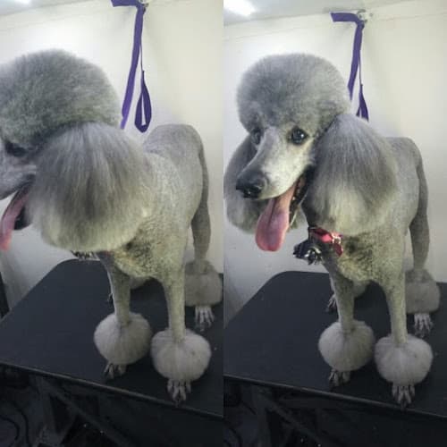 Dog day care center Fritzy's Pet Care Pros Temecula