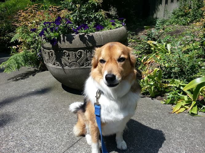 Dog day care center Frolic Pet Services Kent