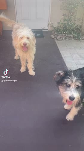 Dog day care center Fur The Love Of Your Pet San Diego