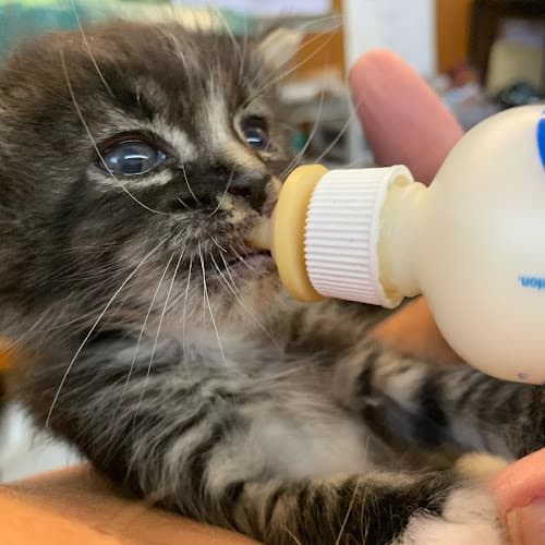 Dog day care center Furry Friends Pet Relief Antioch