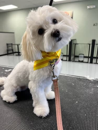 Dog day care center Furworks Hesperia