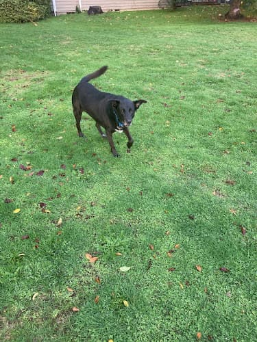 Dog day care center Fuzzy and Free Daycare for Dogs Kent