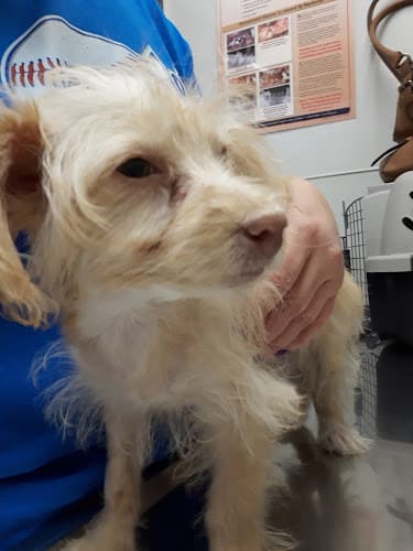 Dog day care center Garvey pet hospital El Monte