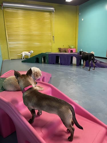 Dog day care center GiDDY UP PUP Pet Resort & Spa Carlsbad