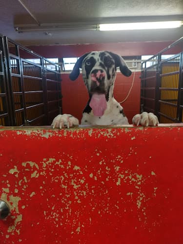 Dog day care center GOfetch Long Beach