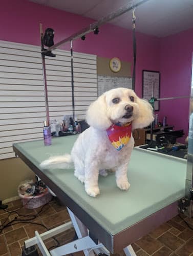 Dog day care center Going Mutts Pet Grooming Bakersfield