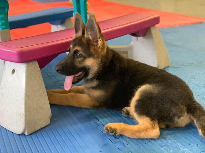 Dog day care center Gold Star Dog School Kent