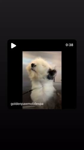 Dog day care center Golden Paw Mobile Spa Corona