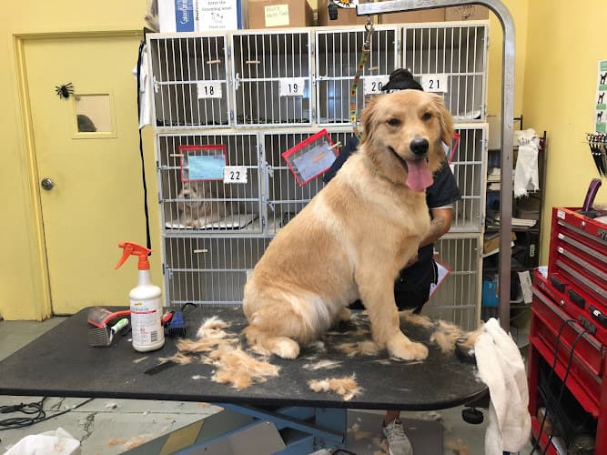 Dog day care center Golden Touch Pet Salon Mission Viejo