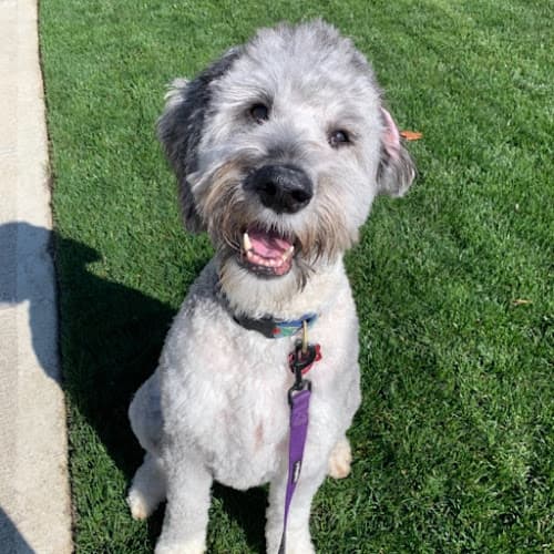 Dog day care center Good Dog Daycare & Boarding Kent