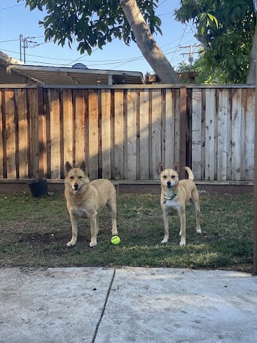 Dog day care center Good Grief Pet Care Santa Clara