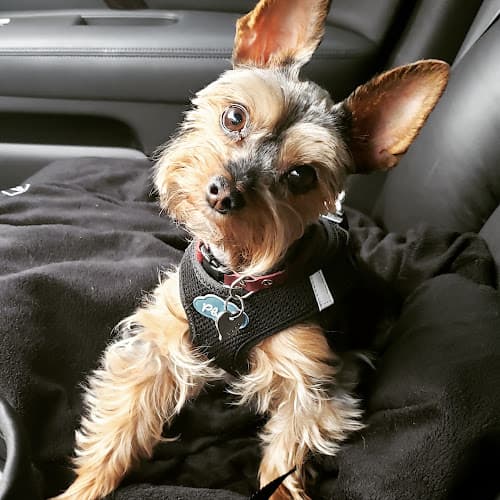 Dog day care center Gresham Animal Hospital Gresham