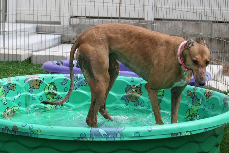 Dog day care center Greyhound Adoption Center El Cajon
