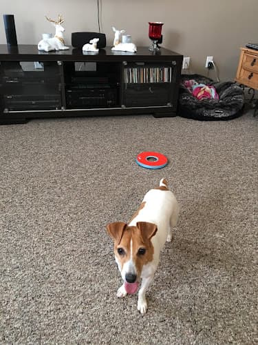 Dog day care center Greywood Kennels El Cajon