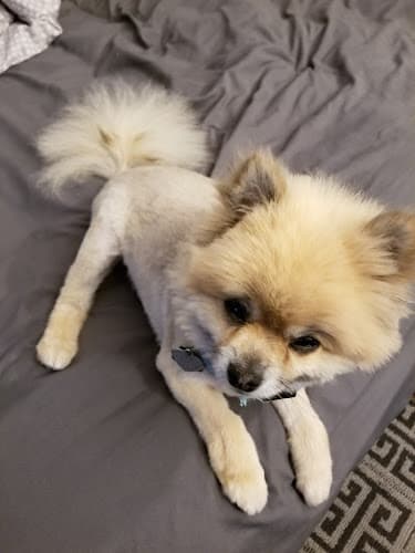 Dog day care center Hair Of The Dog Hesperia