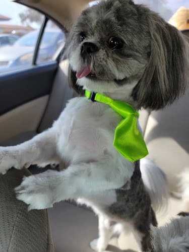 Dog day care center Hair of the Dog Ontario