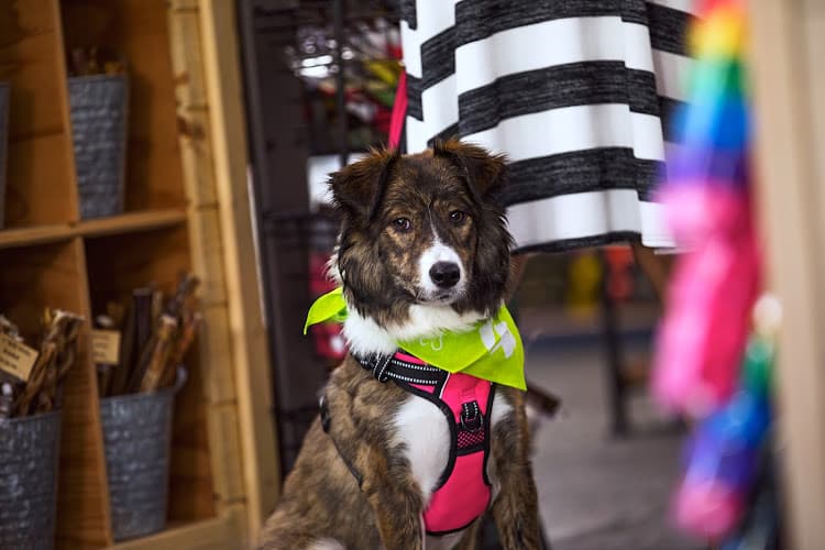 Dog day care center Hala's Paws Mission Viejo