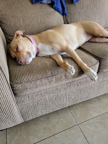 Dog day care center Halo Pet Services Fresno