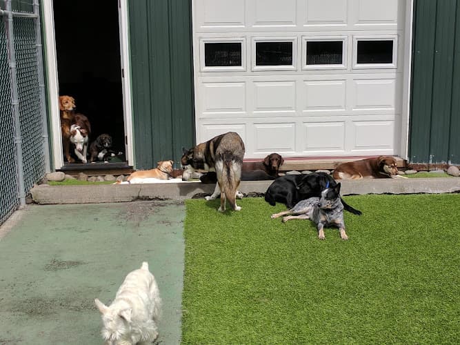 Dog day care center Happy Dog South Sound Tacoma