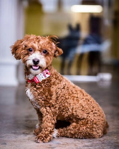 Dog day care center Happy Doggies Dog Day Camp/Care Los Angeles