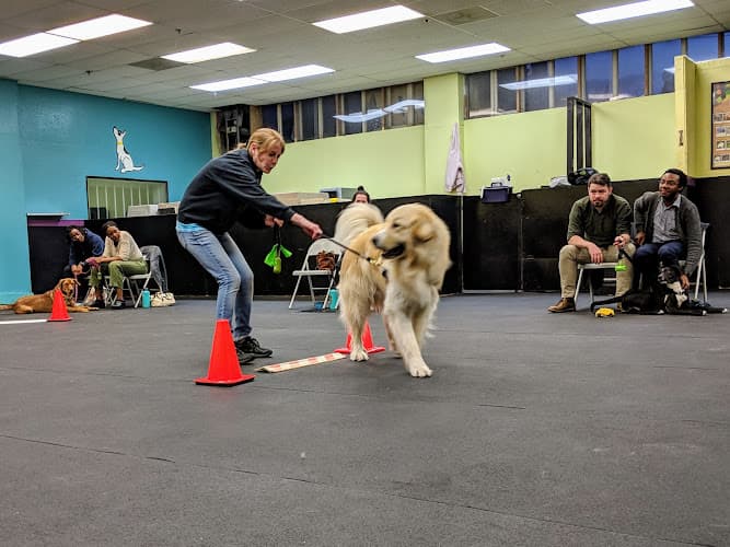 Dog day care center Happy-Go-Lucky Dog Training Portland