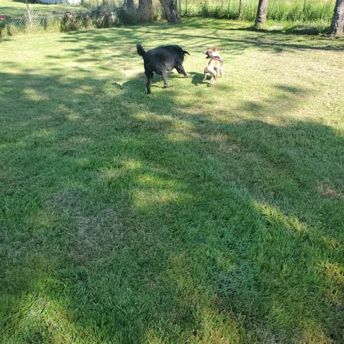 Dog day care center Happy Hound Hotel Salem