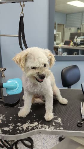 Dog day care center Happy Paws Pet Grooming Santa Ana