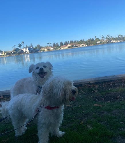 Dog day care center Happy Pup Sacramento
