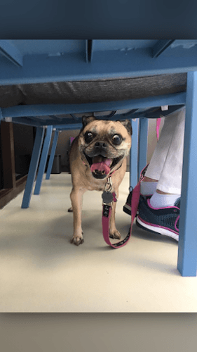 Dog day care center Happy Tails Animal Hospital Garden Grove