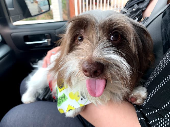 Dog day care center Happy Tails Berkeley