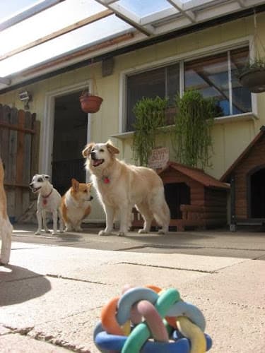 Dog day care center Happy Tails Kennel Santa Maria
